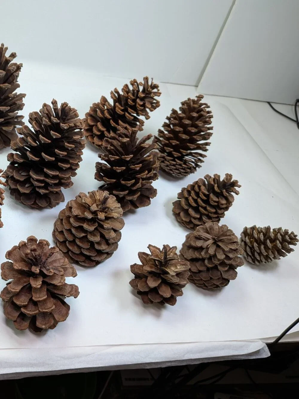 Natural Pine Cones Lot of 17 Assorted 3-4